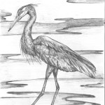 A sketch of a blue heron by Nova Scotia artist, Ivan Higgins.